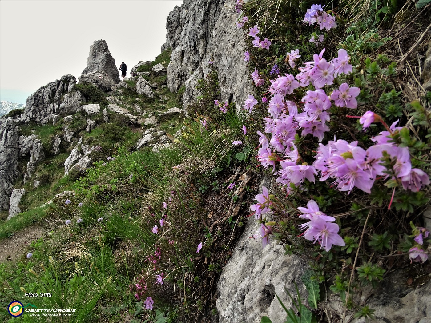 60 Ci accompgana anche  il rododendro cistino (Rhodothamnus chamaecistus).JPG